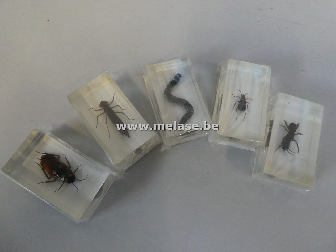 Opgezette insekten