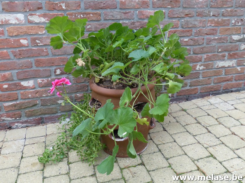 Oudtijdse "aardbeienpot"