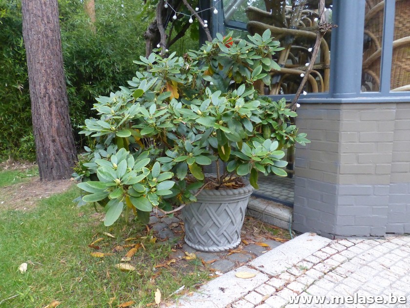 Grote plant in "gevlochten" pot