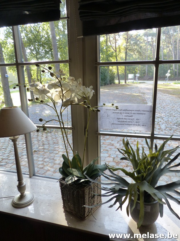 Planten - potten - muurdecoratie