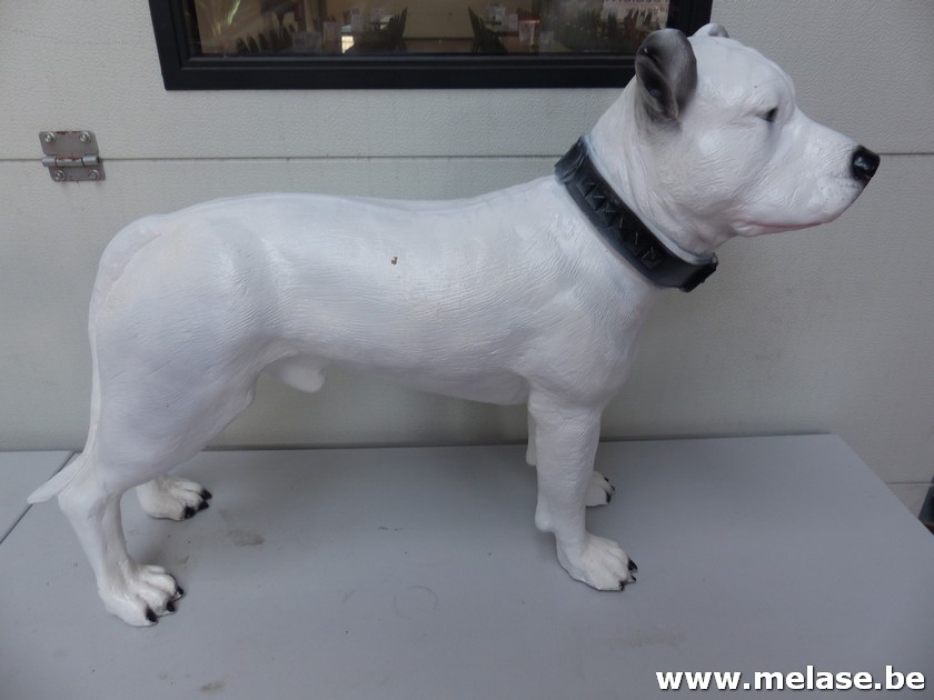 Beeld "witte hond"