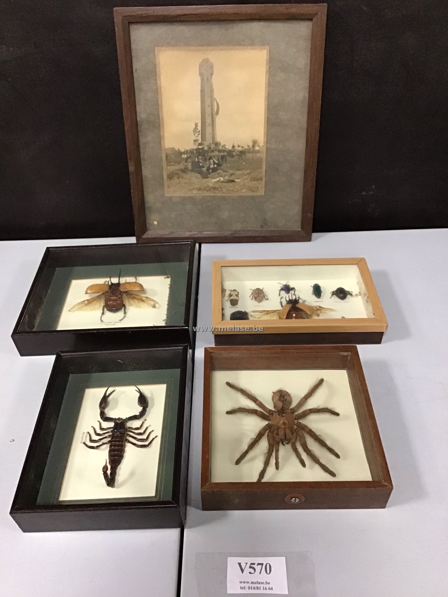 Kaders "opgezette insecten"